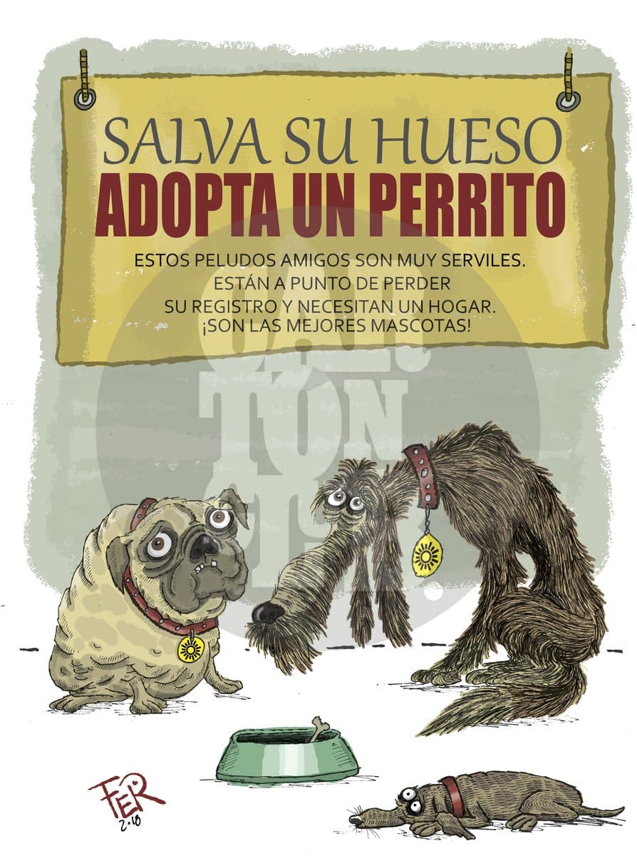 Chuchos abandonados