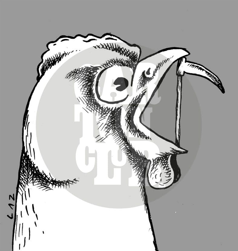 Gripe aviar, cartón de Laz