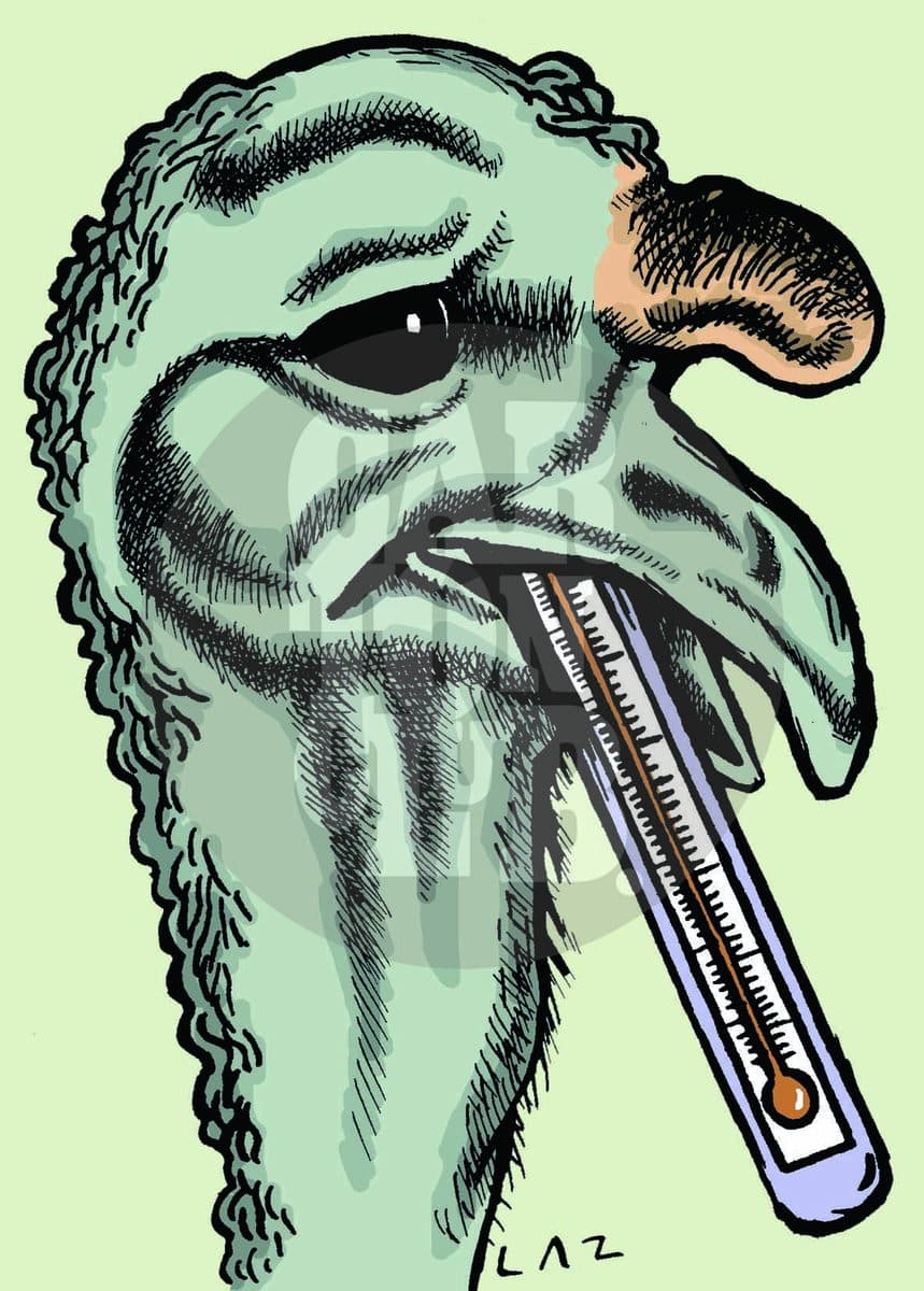 gripe aviar, cartón de Laz