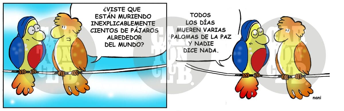 magola 195-2, cartón de Nani