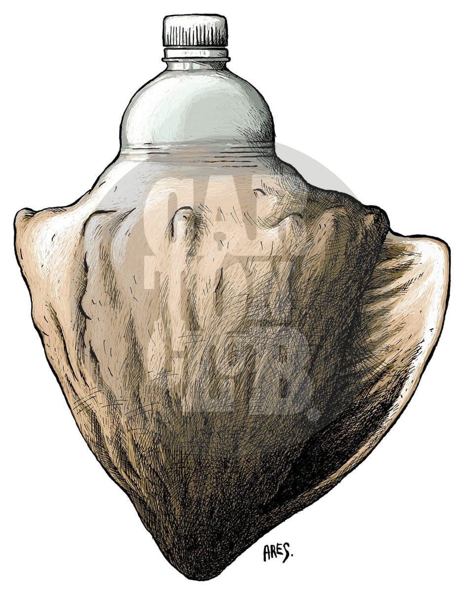Nuevo Caracol marino