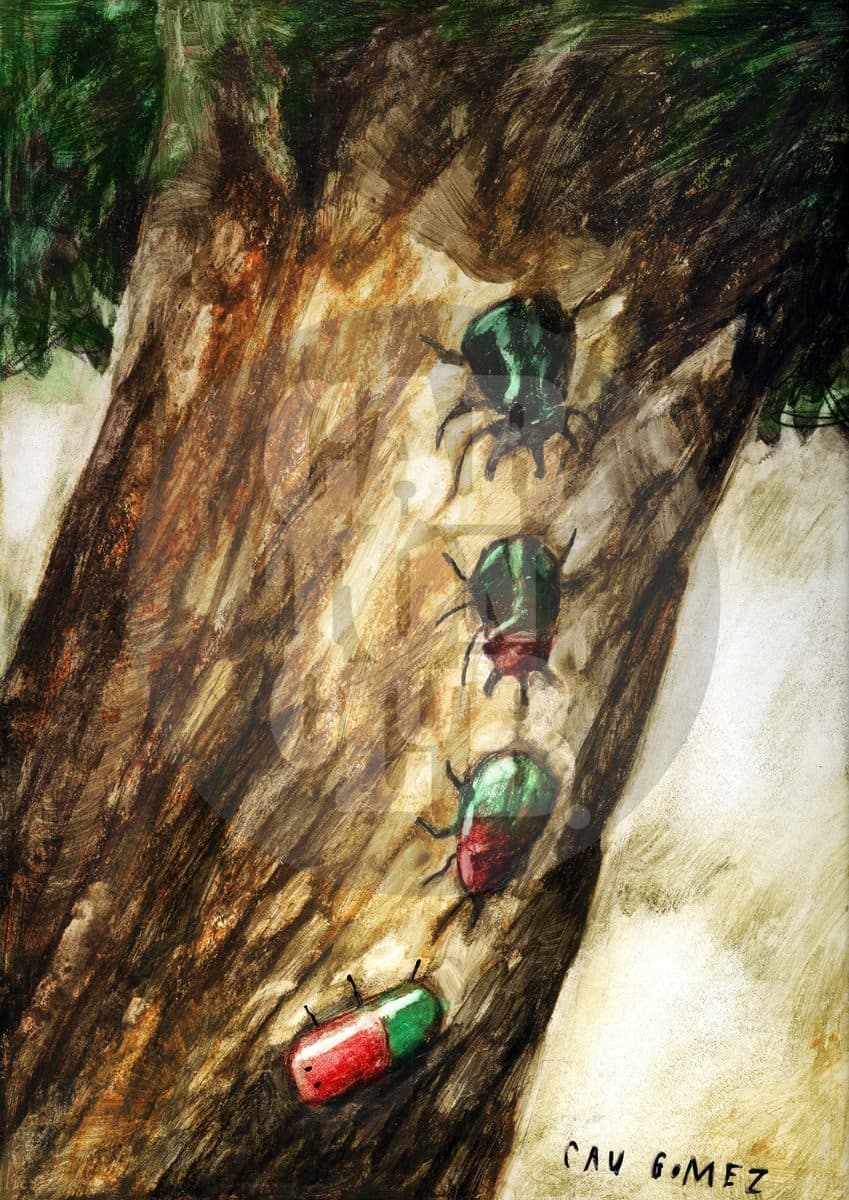 Insecto